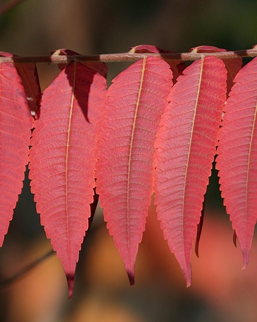 Free Natural Autumn photo and picture