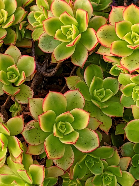 Free Succulent Aeonium photo and picture
