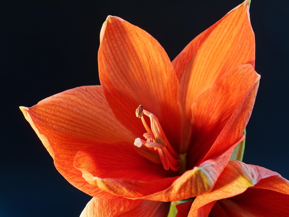 amaryllis-flower-plant-free-photo-on-pixabay