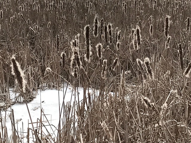 Sumpf, Gefroren, Rohrkolben, Schnee