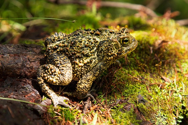 Kröte, Tier, Amphibie, Grün, Moos