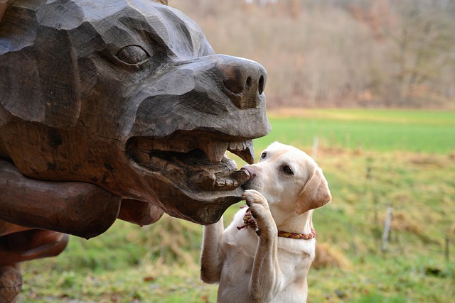 Free Dog Labrador photo and picture