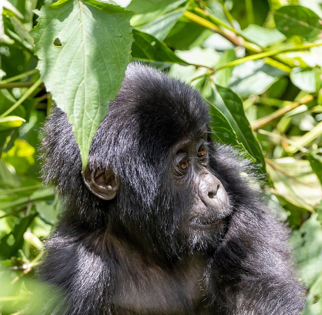 Baby gorilla, gorilla, jungle and primate — photo by NRay91