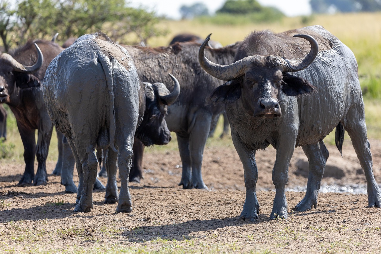 Buffalo - free online jigsaw puzzle photo