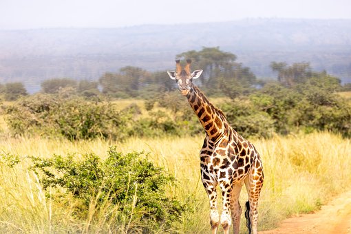 Giraffe, Tier, Safari, Tierwelt