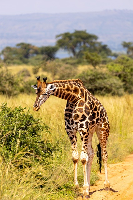 Giraffe, Tier, Safari, Tierwelt