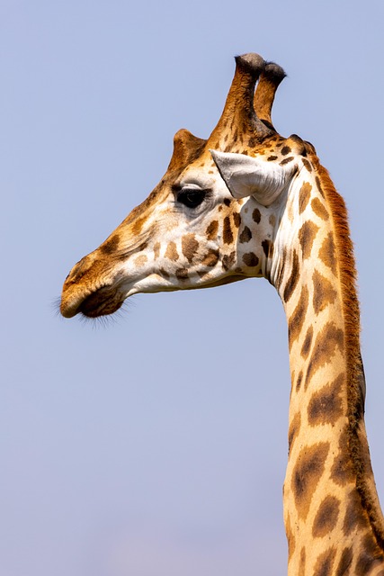 Giraffe, Tier, Kopf, Safari, Tierwelt