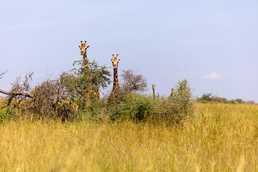 Giraffen, Tiere, Safari, Tierwelt