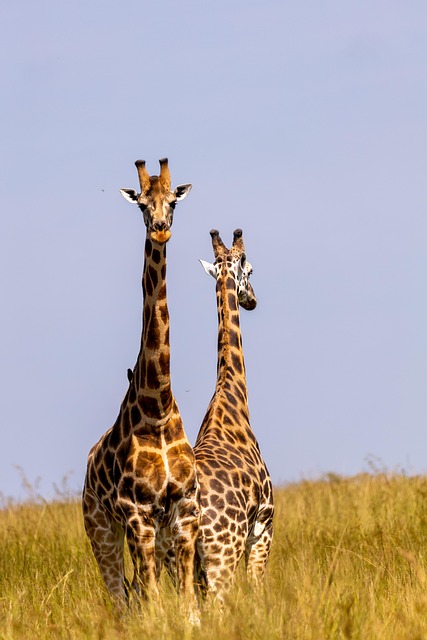 Giraffen, Tiere, Safari, Tierwelt