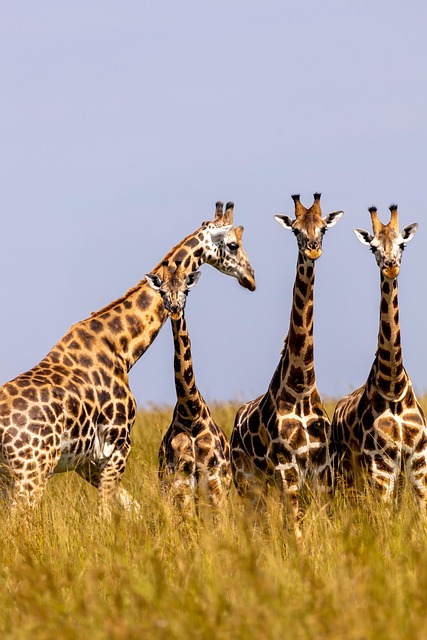 Giraffen, Tiere, Safari, Tierwelt
