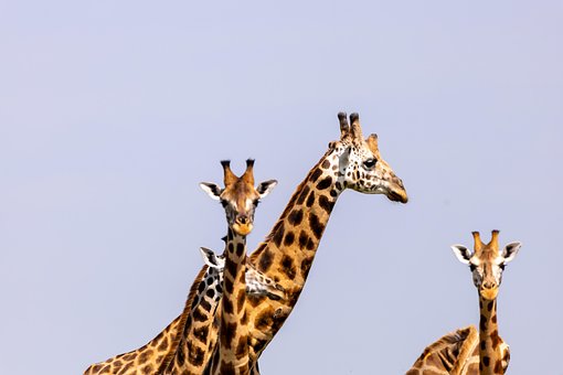 Giraffen, Tiere, Köpfe, Safari, Tierwelt
