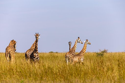 Giraffen, Tiere, Safari, Tierwelt