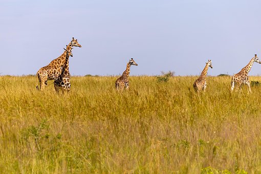Giraffen, Tiere, Safari, Tierwelt