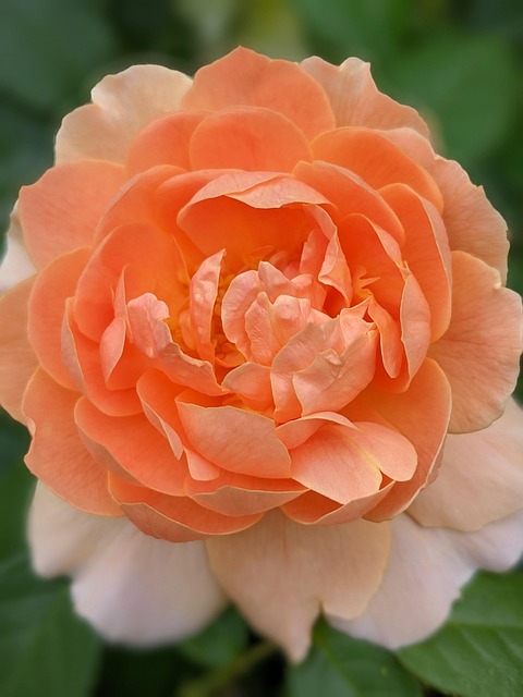 Free Rose Flower photo and picture