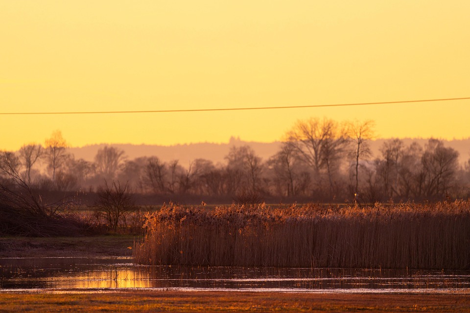 Sunset Reeds Sunset Reeds Swamp - Free photo on Pixabay