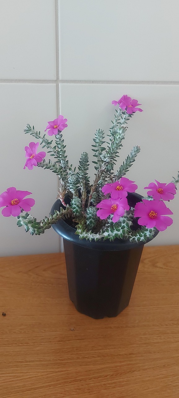 GardenersDream Mélange De 10 Succulentes Plantes D'Intérieur En Petits Pots