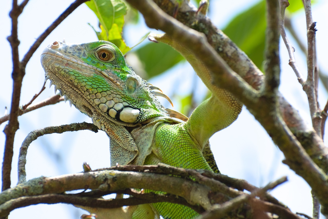Iguana - free online jigsaw puzzle photo