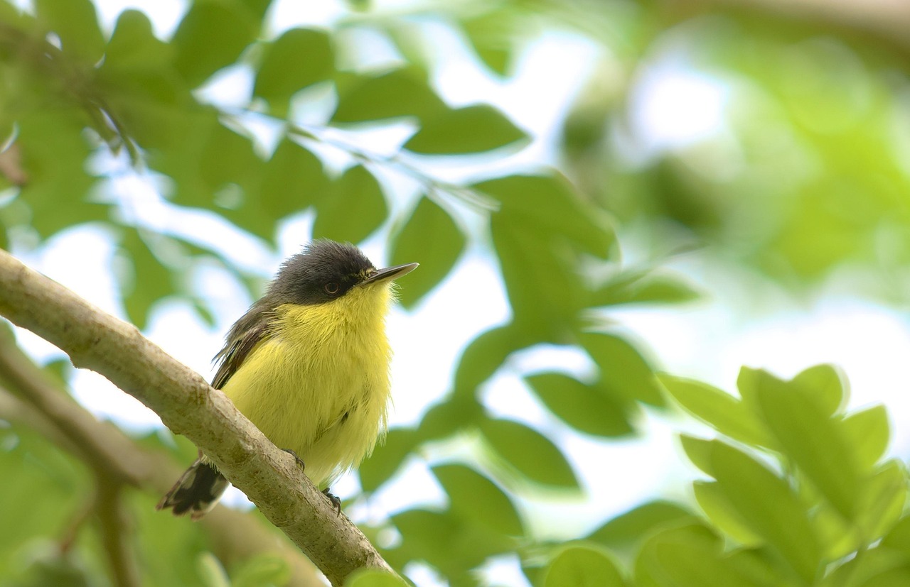 Bird Tody Fly Catcher Animal - Free photo on Pixabay - Pixabay