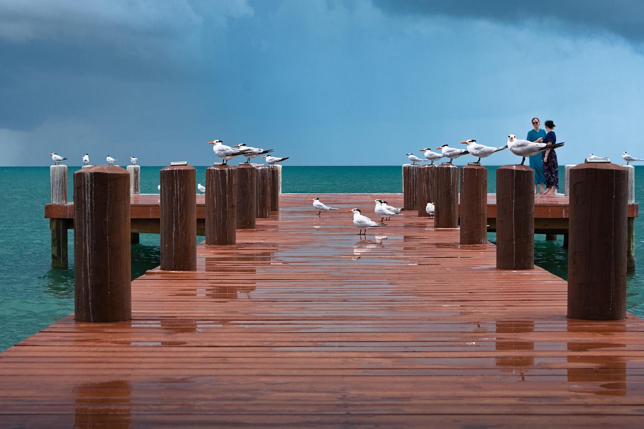 Royal Terns Birds People Free Photo On Pixabay