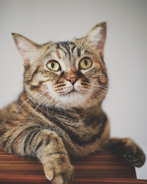 Free Cat Animal photo and picture