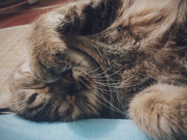 Katze Schlafen Tier - Kostenloses Foto auf Pixabay - Pixabay