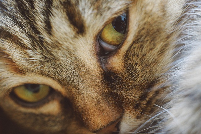 Free Cat Eye photo and picture