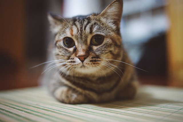 Free Cat Animal photo and picture
