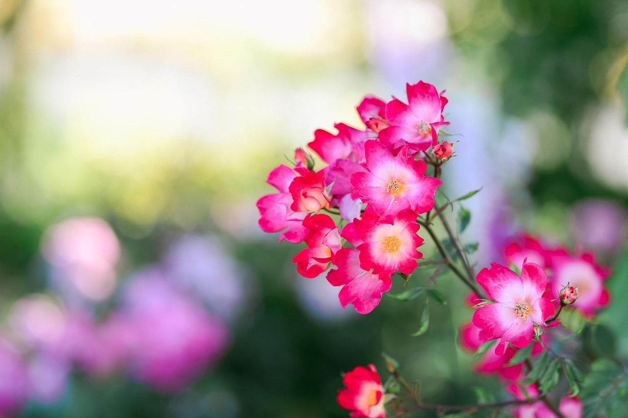 Flowers Nature Bloom - Free photo on Pixabay - Pixabay