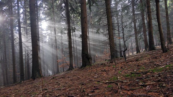 Free Forests Nature photo and picture