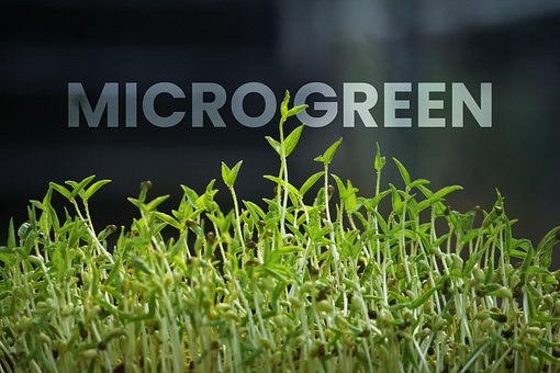 Microgreen, Agricultură, Agricultor