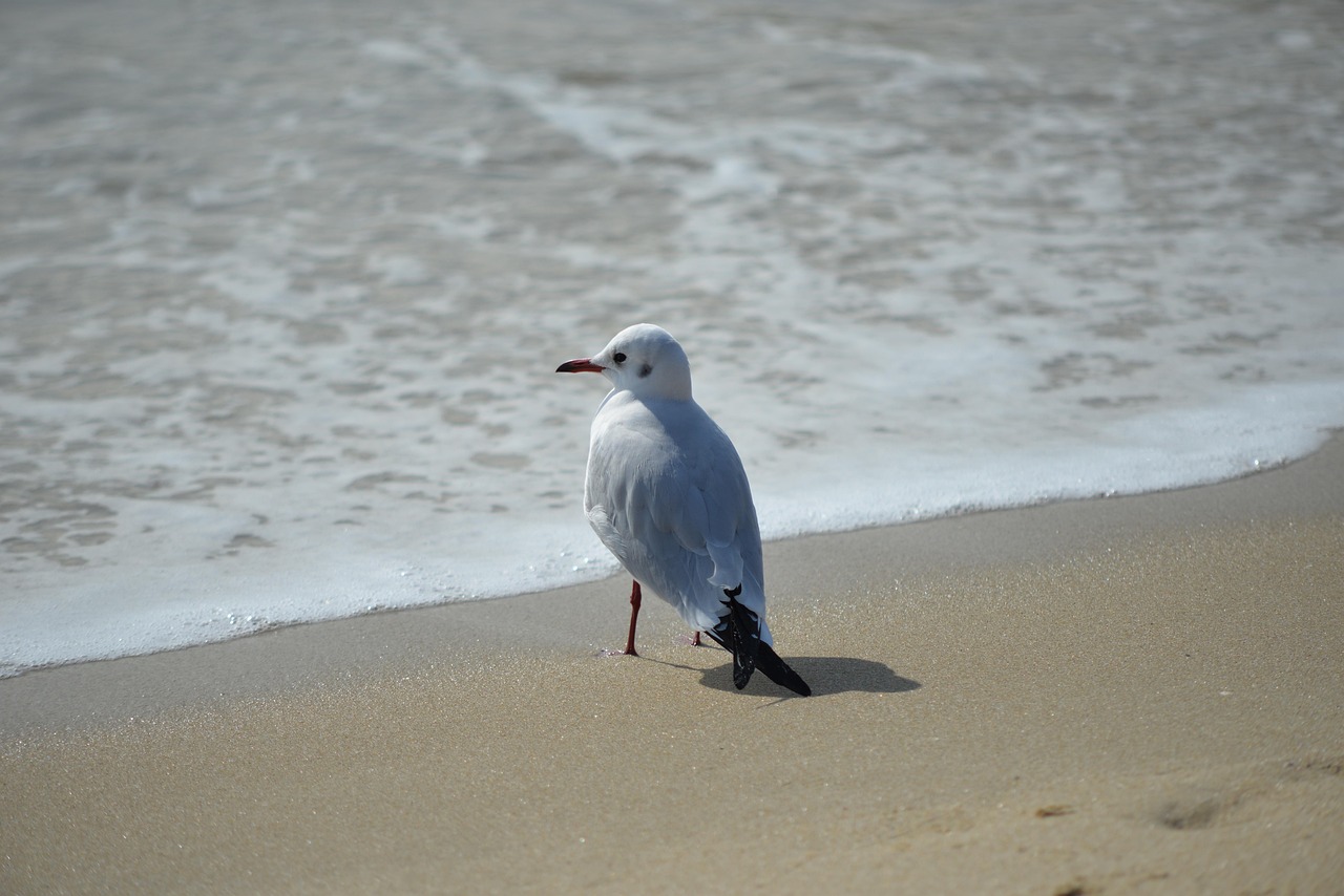 Mouette Oiseau Plage Photo Gratuite Sur Pixabay Pixabay Mouette Oiseau Plage Photo Gratuite Sur Pixabay Pixabay