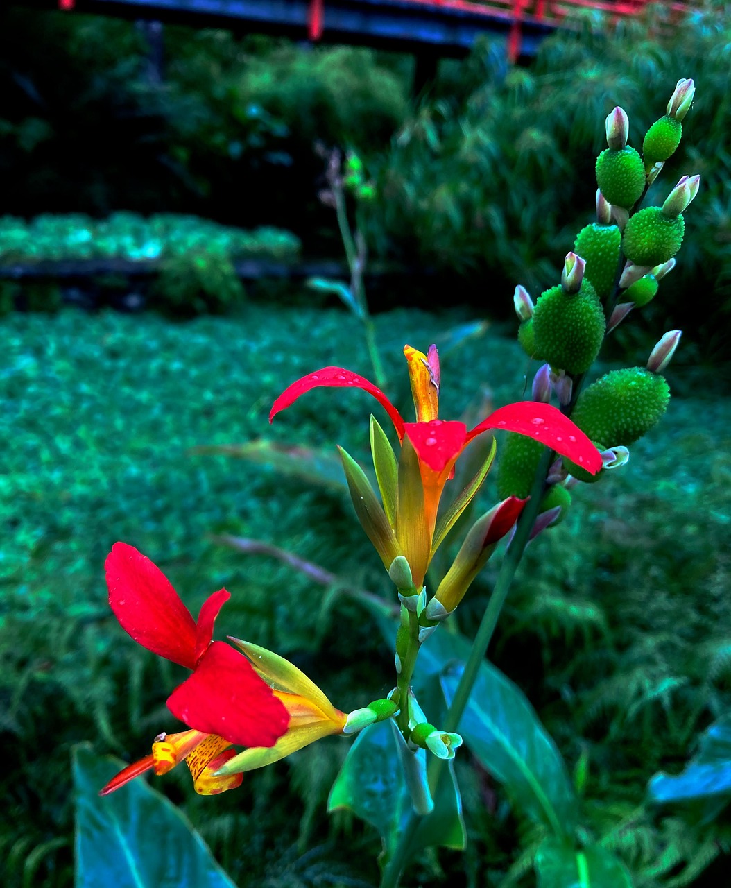 flower-nature-madeira-free-photo-on-pixabay-pixabay