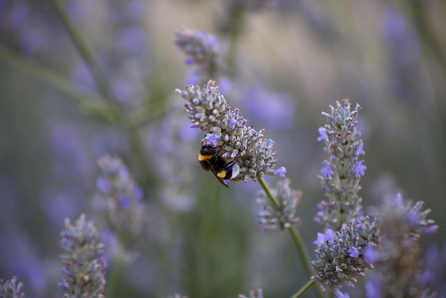 Humlebi, Lavendel, Blomst Tapet, Bi