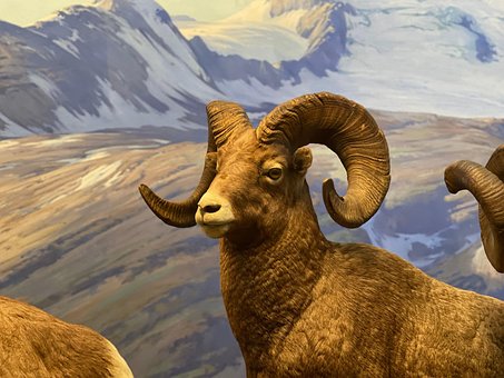 Free Animal Ibex photo and picture
