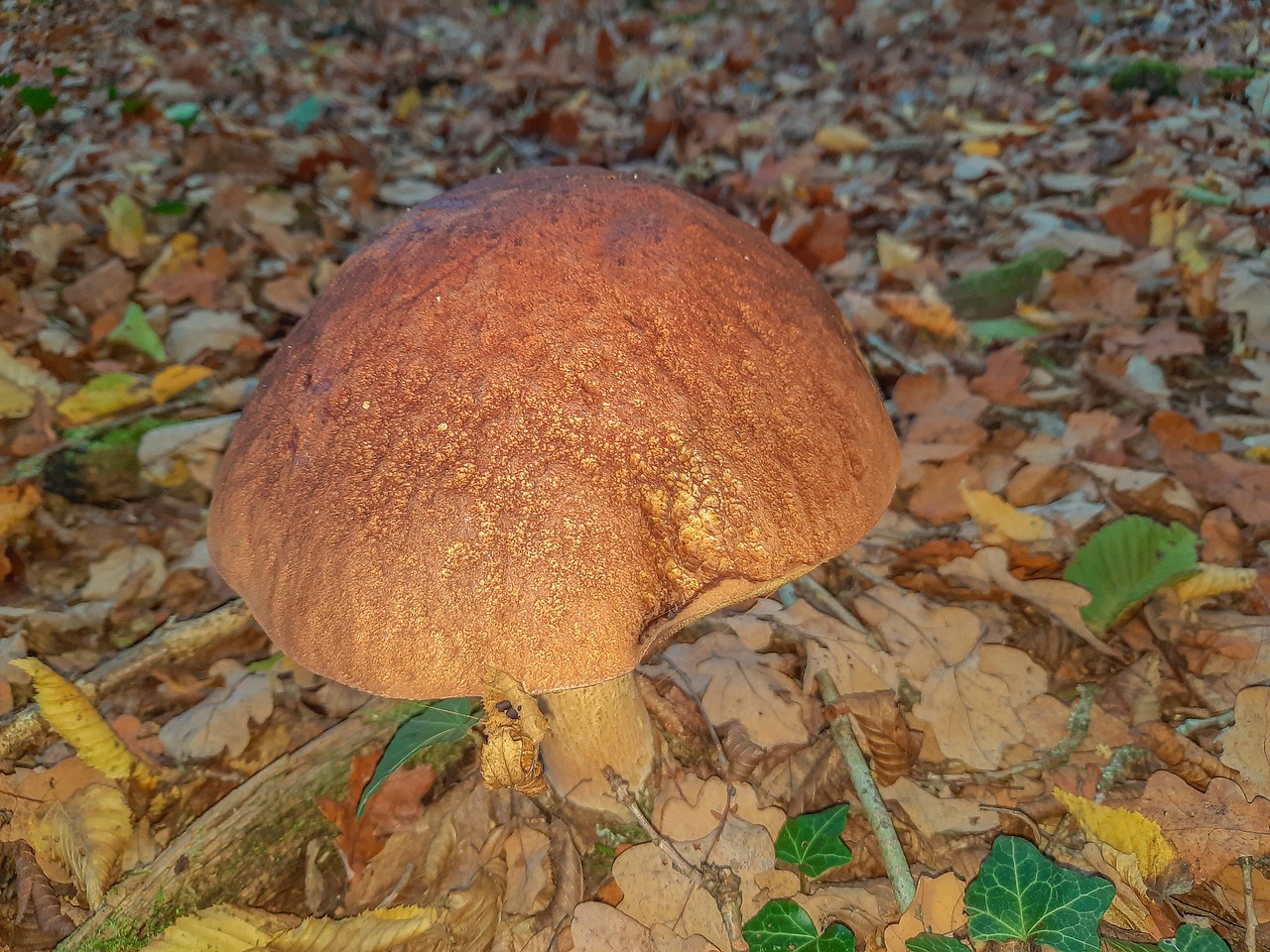 Porcini Hongo Naturaleza Foto gratis en Pixabay Pixabay