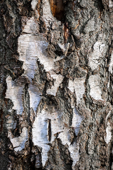 Birch Bark Tree - Free photo on Pixabay