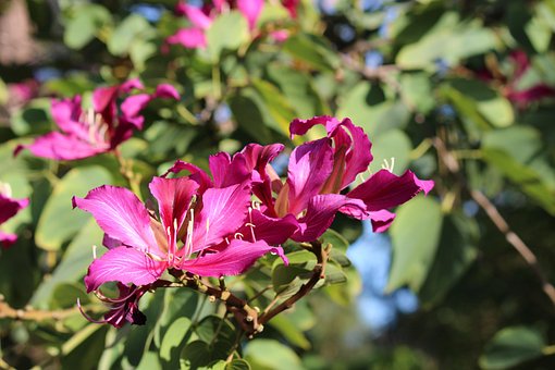 Natur, Blume, Blüte, Blumen, Baum, Rosa
