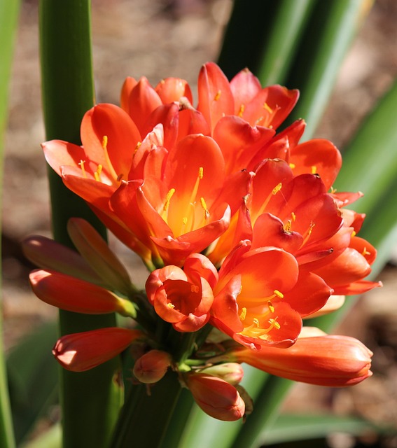 Blume, Blumen, Blüte, Orange, Tropisch
