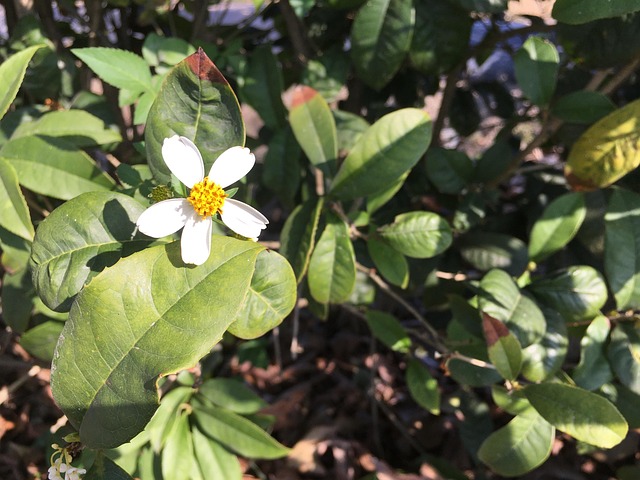 Free Flower Nature photo and picture