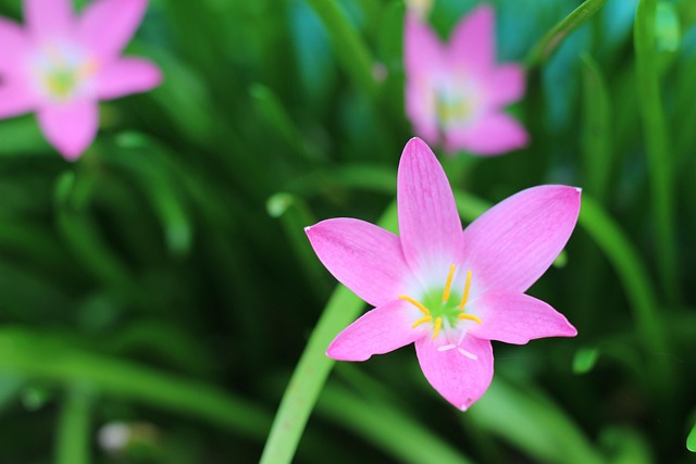 Wan Khun Phaen Stavede Hæren, Blomst