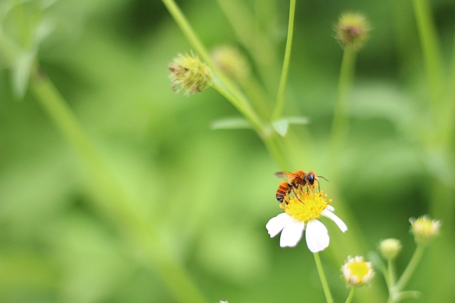 Bi, Blomst, Glødepistol, Natur