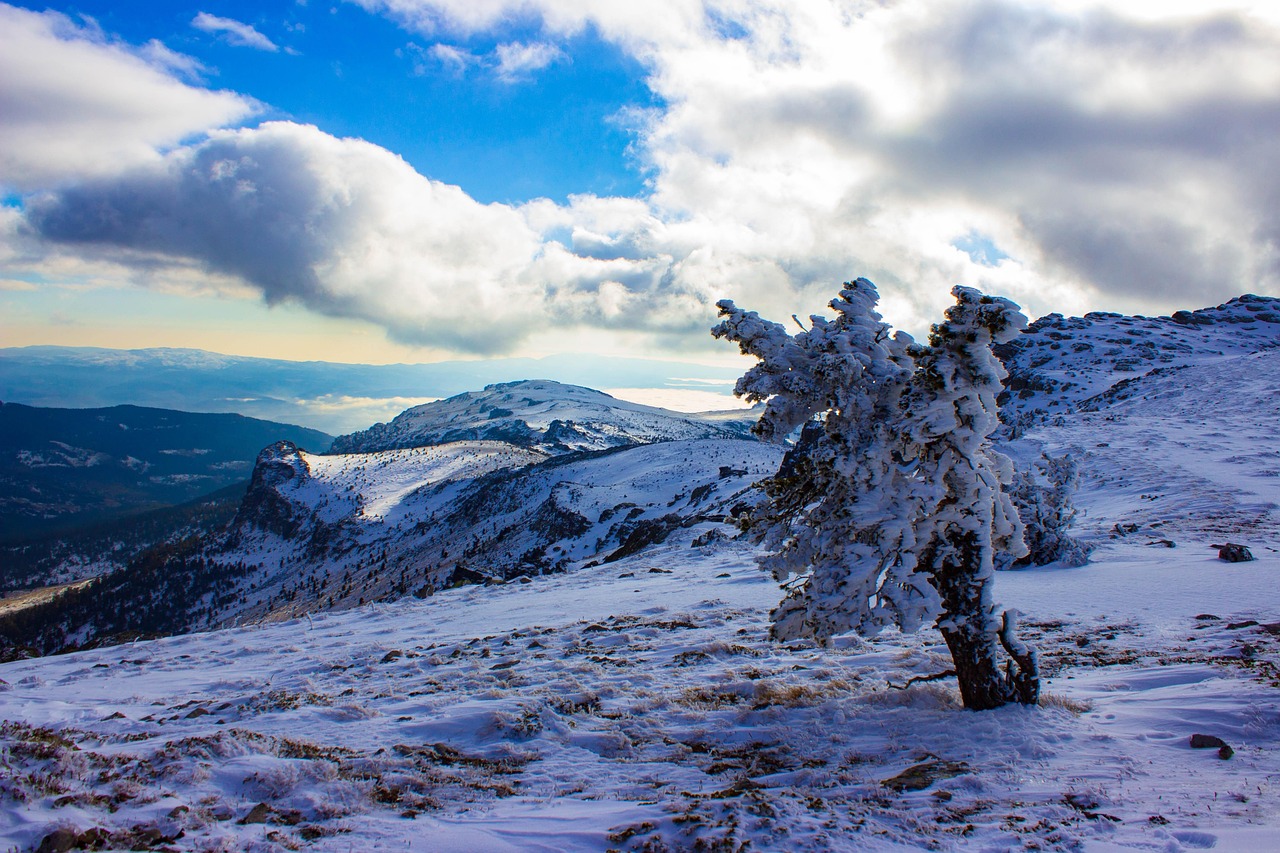 雪 树 冷冻 - Pixabay上的免费照片 - Pixabay