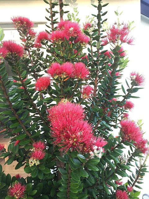 Pohutukawa Neuseeland, Pohutukawa, Baum
