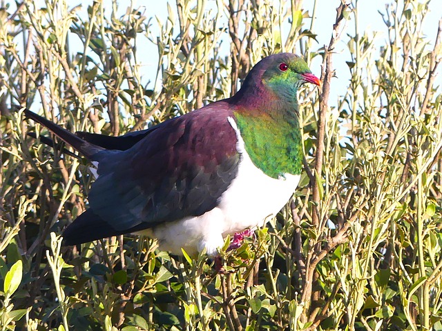 Kereru, Taube, Einheimisch
