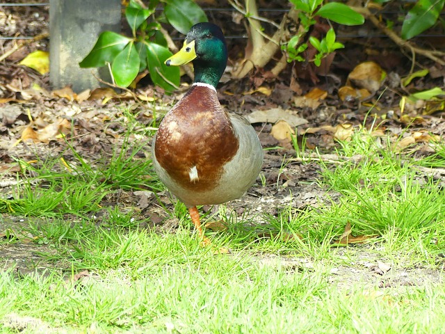 Stockente, Ente, Neu, Seeland