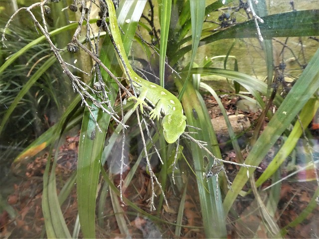 Gecko, Neu, Seeland