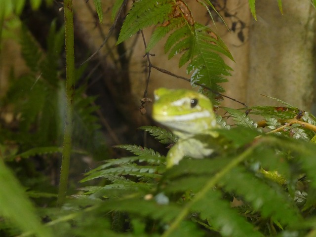Gecko, Neu, Seeland