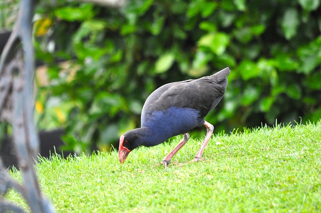 Pukeko, Sumpf, Henne