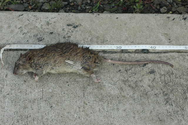 Ratte, Groß, Norwegen