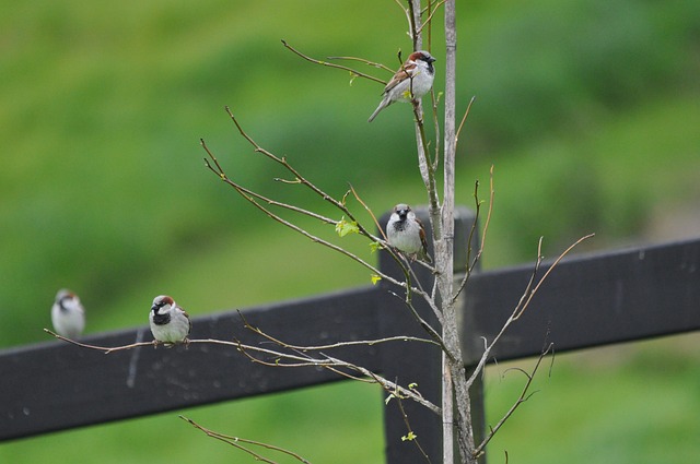Spatz, Baum, Zaun